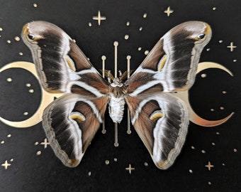 May include: A large, brown and white moth with feathery antennae is displayed against a black background with gold crescent moons and stars.