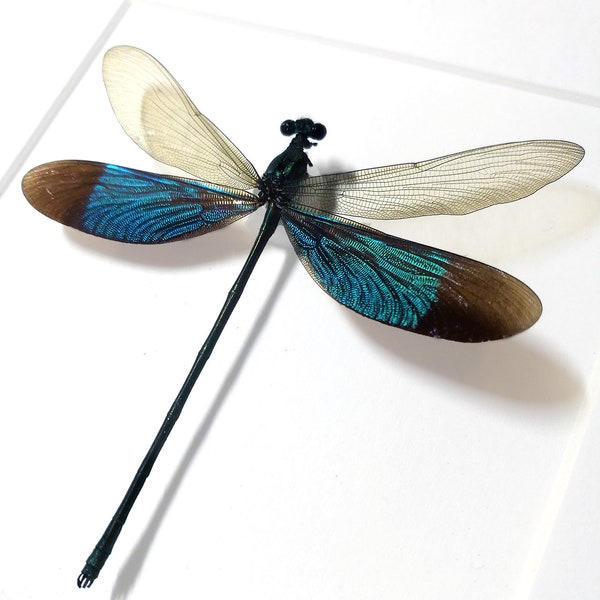 Echte Libelle gerahmt Neurobasis chinensis Schmetterling Insekt Entomologie Taxidermie Natur Wanddeko Geschenk  Taxidermie Kunst Insect Art