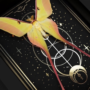 Rosa Luna Motte auf goldenem Tarot Mond und Sterne Druck, Actias dubernardi, Gothic Kuriositäten