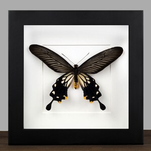 Könnte beinhalten: Ein gerahmtes Schmetterlingspräparat mit schwarz-weißen Flügeln, gelben Akzenten und einem schwarzen Rahmen. Der Schmetterling ist auf einem weißen Hintergrund zentriert, was einen auffälligen Kontrast erzeugt. Der Rahmen ist quadratisch.