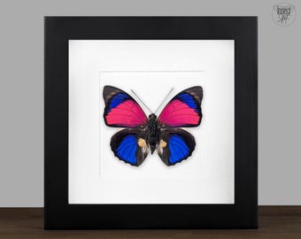 Real framed Butterfly, Agrias sardanapalus in Shadow Box Frame, Curiosity Decor