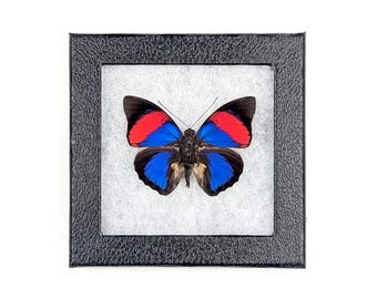 Agrias narcissus Butterfly – Real mounted pinned Specimen in US Riker Mount Display
