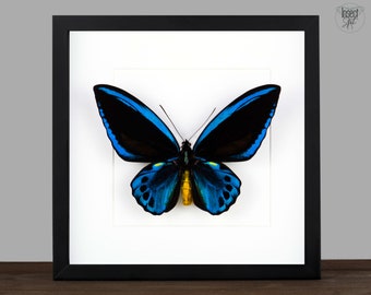 vera farfalla birdwing incorniciata Ornithoptera urvillianus Bug display Tassidermia appeso a parete stranezze curiosità insetto arte home office decor