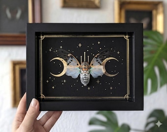 Ingelijste Ghost Cicada Shadow Box: Gothic Moon Insect Display