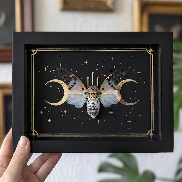 Framed Ghost Cicada Shadow Box: Gothic Moon Insect Display