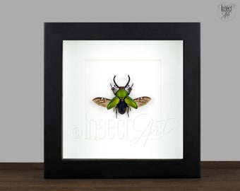 Real beetle Lamprima adolphinae stag beetle flying pose in wooden frame Stag Beetle 16x16 Taxidermy fancy gift