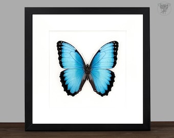 Real blue Morpho Butterfly in black wooden shadow Box, framed Morpho peleides, Entomology Insect collection Frame