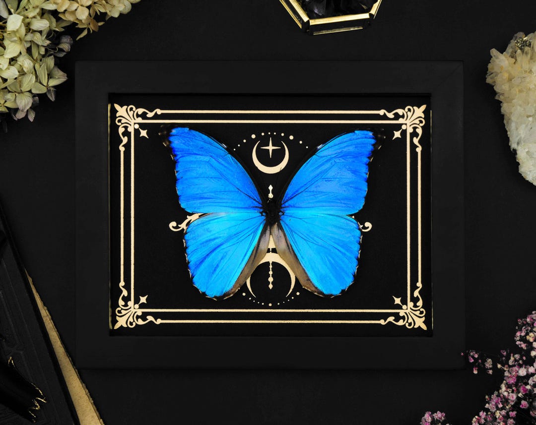Real Framed Butterfly Blue Morpho Shadow Box Frame Insect Entomology ...
