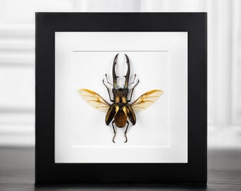 Echter goldbronzener Hirschkäfer Cyclommatus metallifere in einer schwarzen Schattenbox 15 x 15 cm – Einzigartige Insektenpräparation Wandkunst & Geschenk