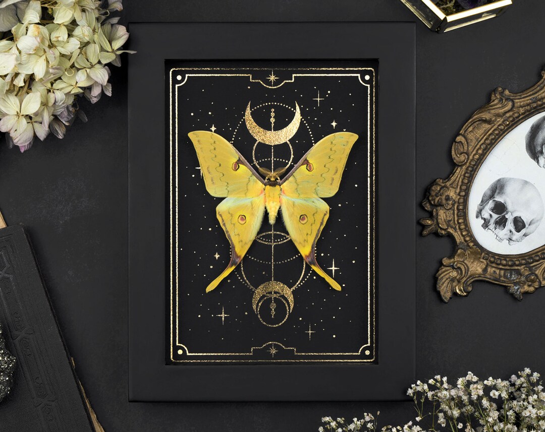 Chinese Moon Moth (Actias Ningpoana) Handmade Box Frame | DeadSet Co