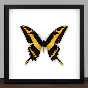 Real Royal Swallowtail Butterfly Display: Black Frame Entomology Wall Decor