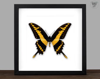 Real Royal Swallowtail Butterfly Display: Black Frame Entomology Wall Decor