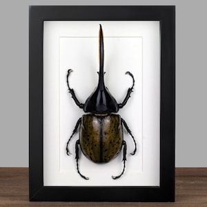 Könnte beinhalten: Ein gerahmtes Insektenspezimen eines grün-schwarzen Käfers mit einem langen, spitzen Horn. Der Käfer ist auf einem weißen Hintergrund montiert und in einem schwarzen Rahmen gerahmt.