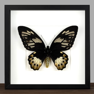 Op de afbeelding: Een ingelijst vlinderexemplaar met zwart-witte vleugels en goud- en crèmekleurige accenten. De vlinder is gecentreerd op een witte achtergrond in een zwart frame. De afbeelding bevat de tekst "Insect Art".