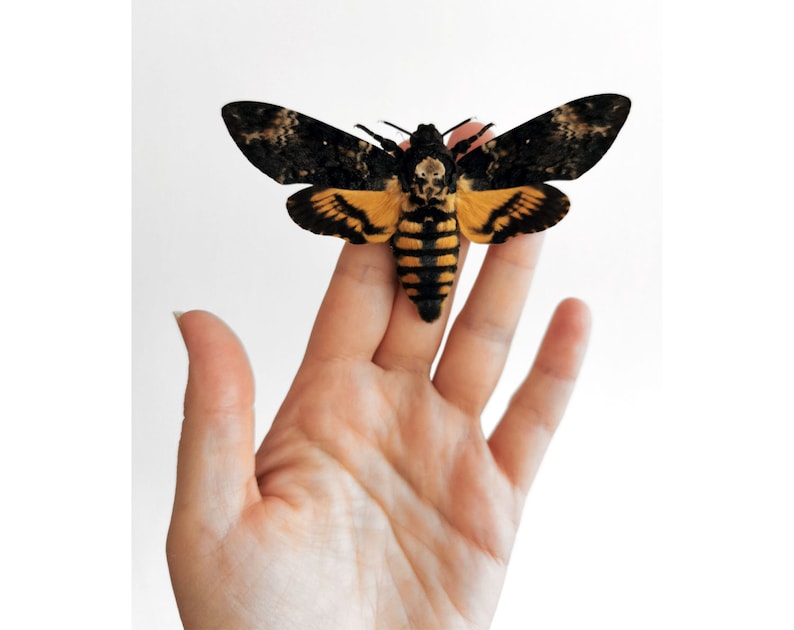 Real Framed Death Head Hawk Moth, Acherontia atropos Shadow Box Frame, Silence of the lambs Skull Moth, Moth Taxidermy, Insect Wall Decor image 2