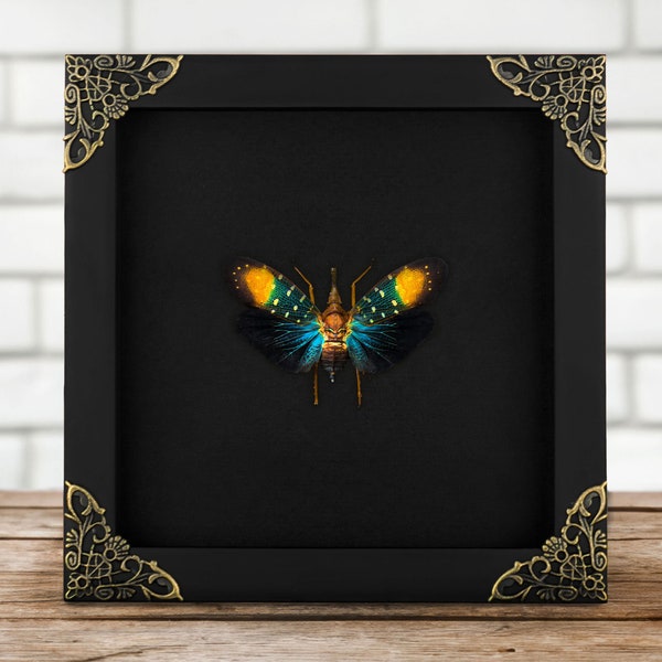 Real framed Rainbow Lanternfly Pyrops Fulgorid Shadow Box Baroque Vintage Frame Insect Taxidermy Gothic Witch Fairycore Wall Decor