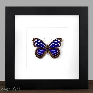 Framed Blue-Banded Purplewing Butterfly: Costa Rica Insect Display (16x16 cm)
