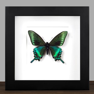 Framed Papilio Maackii Butterfly: Iridescent Insect Shadow Box - Entomology Display
