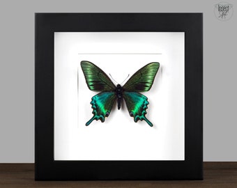 vera farfalla incorniciata Papilio maackii primavera Shadow Box Bug Frame Tassidermia Tassadermia Appeso a parete Display Curiosità Insetto Fata