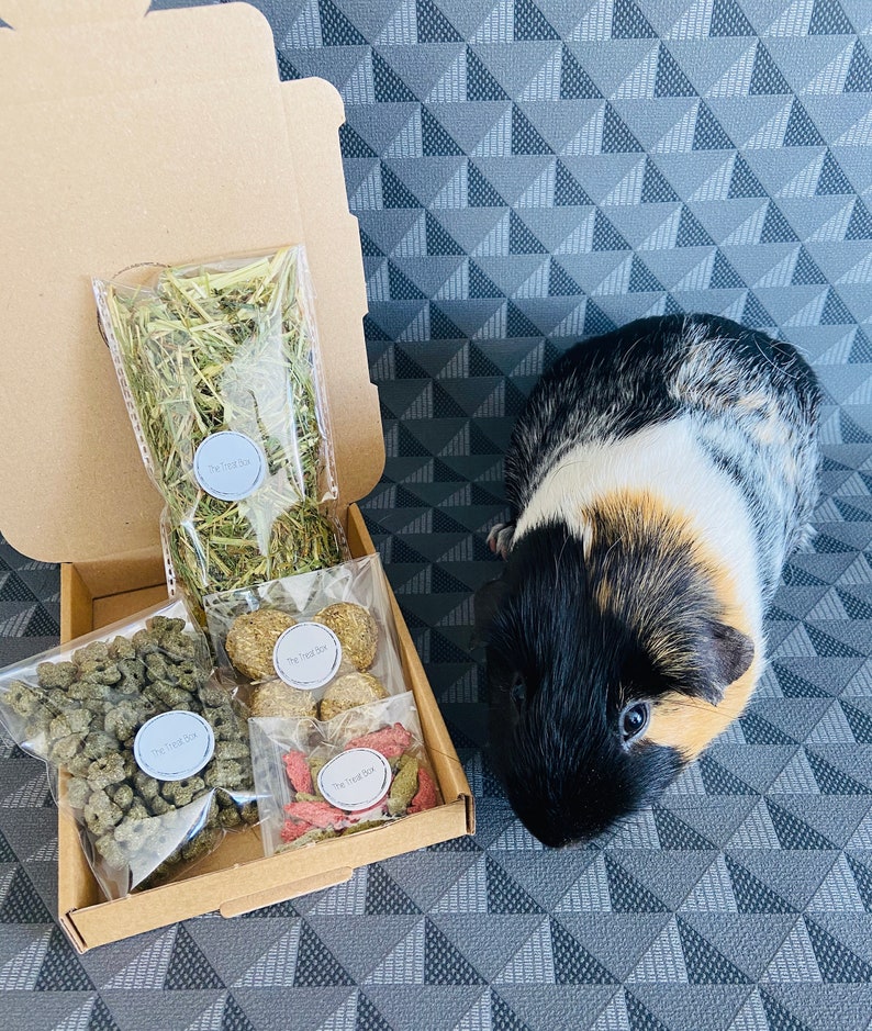 Guinea pig treat box | Etsy