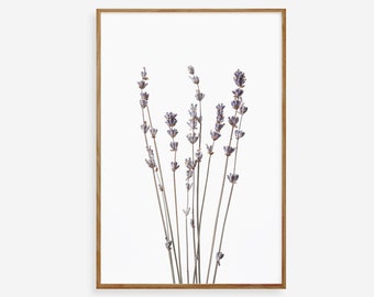 May include: A framed print of a bouquet of dried lavender flowers with purple blooms and brown stems against a white background.