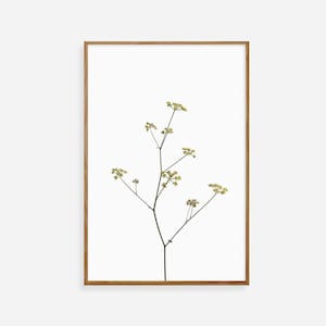 Botanical Print, Wall Art Print, Flowers Print, Photography Prints, Photography Art, Botanical Wall Art, Flower Wall Art, Minimalist Prints