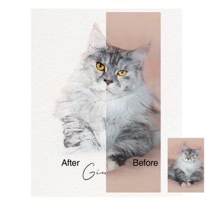 May include: A split-view comparison of a Maine Coon cat with grey and white fur and amber eyes. The left side shows a watercolor-style artistic rendering labeled After, while the right side shows the original photograph labeled Before.