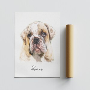 May include: A white paper print featuring a watercolor illustration of a tan and white bulldog with a wrinkled face and dark eyes. Below the dog, the name Romeo is written in a black cursive script. A brown cardboard mailing tube sits nearby.