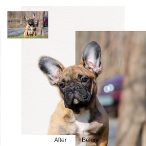 May include: A split-view comparison of a brindle French Bulldog puppy. The left side shows the puppy against a plain white background labeled After, while the right side shows the puppy in an outdoor setting labeled Before with the text After and Before.