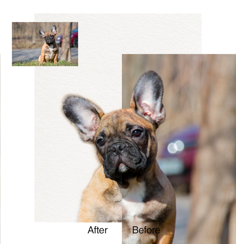 May include: A split-view comparison of a brindle French Bulldog puppy. The left side shows the puppy against a plain white background labeled After, while the right side shows the puppy in an outdoor setting labeled Before with the text After and Before.