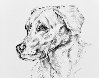 Animal Pencil Sketch Drawing - animals Pencil Drawing 