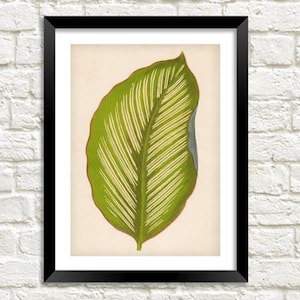 Plant Print: Vintage Boswellia Serrata Botanical Art Illustration