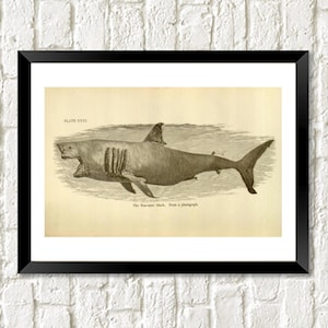 Vintage Great White Shark Print: Antique Illustration Art
