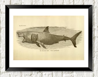 Vintage Great White Shark Print: Antique Illustration Art