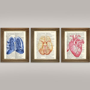 Anatomy Prints: Brain, Heart, Lungs, Printed on Vintage Dictionary Pages