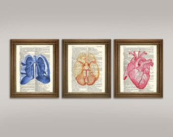 Anatomy Prints: Brain, Heart, Lungs, Printed on Vintage Dictionary Pages