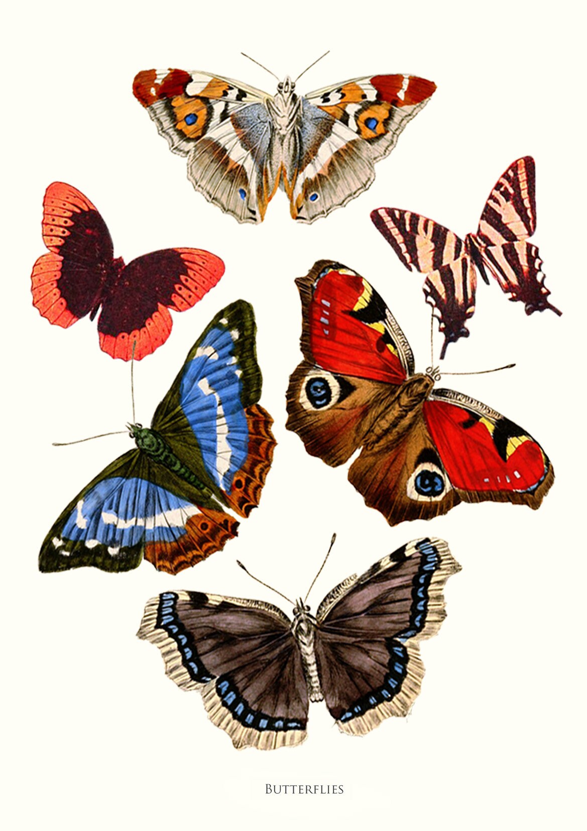 Butterfly Prints Victorian Art Illustrations Etsy