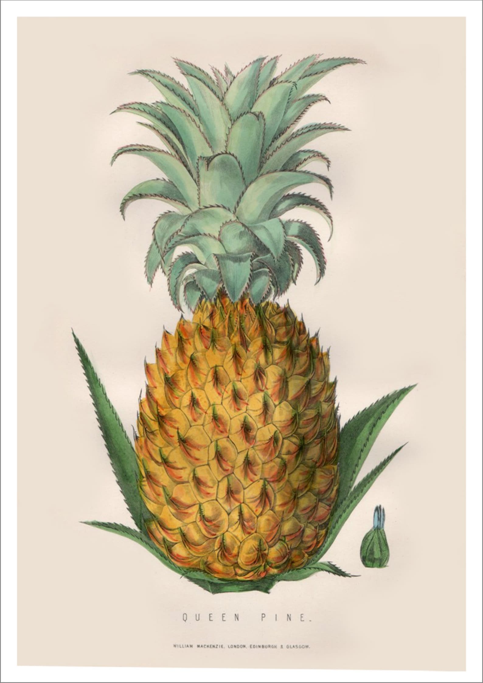 Pineapple Print Vintage Botanical Fruit Art Illustration Etsy