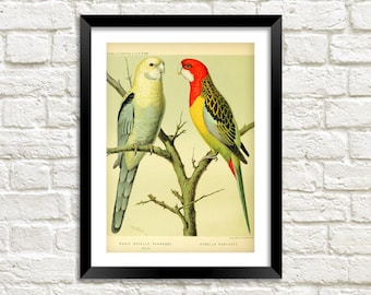 Papagei Druck: Vintage Vogel Aquarell Kunst Illustration