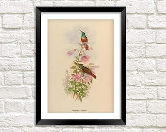 Peut inclure: Une illustration vintage de deux colibris perchés sur une branche avec des fleurs roses. Les oiseaux sont verts, bruns et orange. L'illustration est intitulée "Amazilia Fusca".
