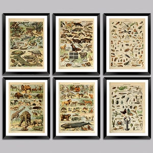 Pósteres de animales de Adolphe Millot: mamíferos, reptiles, peces, insectos, láminas de arte francés vintage