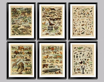 Adolphe Millot Tierposter: Säugetiere, Reptilien, Fische, Insekten, Vintage französische Kunstdrucke