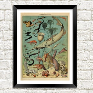 Può includere: Un'illustrazione vintage di varie creature marine, tra cui uno squalo, un granchio, una stella marina e un cavalluccio marino. L'illustrazione è in una tavolozza di colori tenui di blu, verdi e marroni. Il testo "OCEANOGRAPHIE" è in cima all'illustrazione.