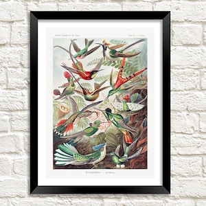 Impresión de colibríes: ilustración artística de póster de pájaros vintage