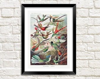 ハチドリのプリント - ファインアート - 鳥の絵画 - ミックスメディア
