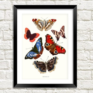 Butterfly Prints: Victorian Art Illustrations