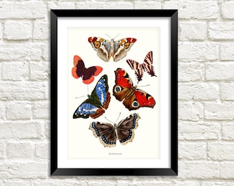 Butterfly Prints: Illustrations d’art victorien