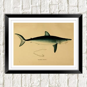 Shark Print: Ilustracja przedstawiająca starą sztukę rekina Mako