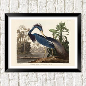 Bird Prints: John Audubon Birds of America Vintage Art Illustrations