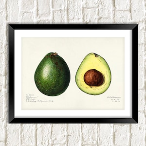 Avocado Print: Vintage Botanical Art Illustration